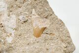 Otodus Shark Tooth Fossil in Rock - Eocene #201173-3